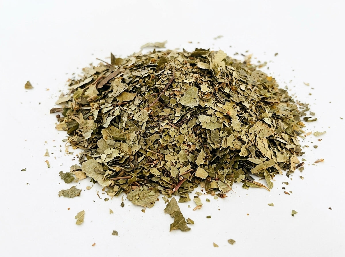 Gros plan herboriste sur la texture des feuilles de bouleau séchées riches en flavonoïdes et minéraux actifs.