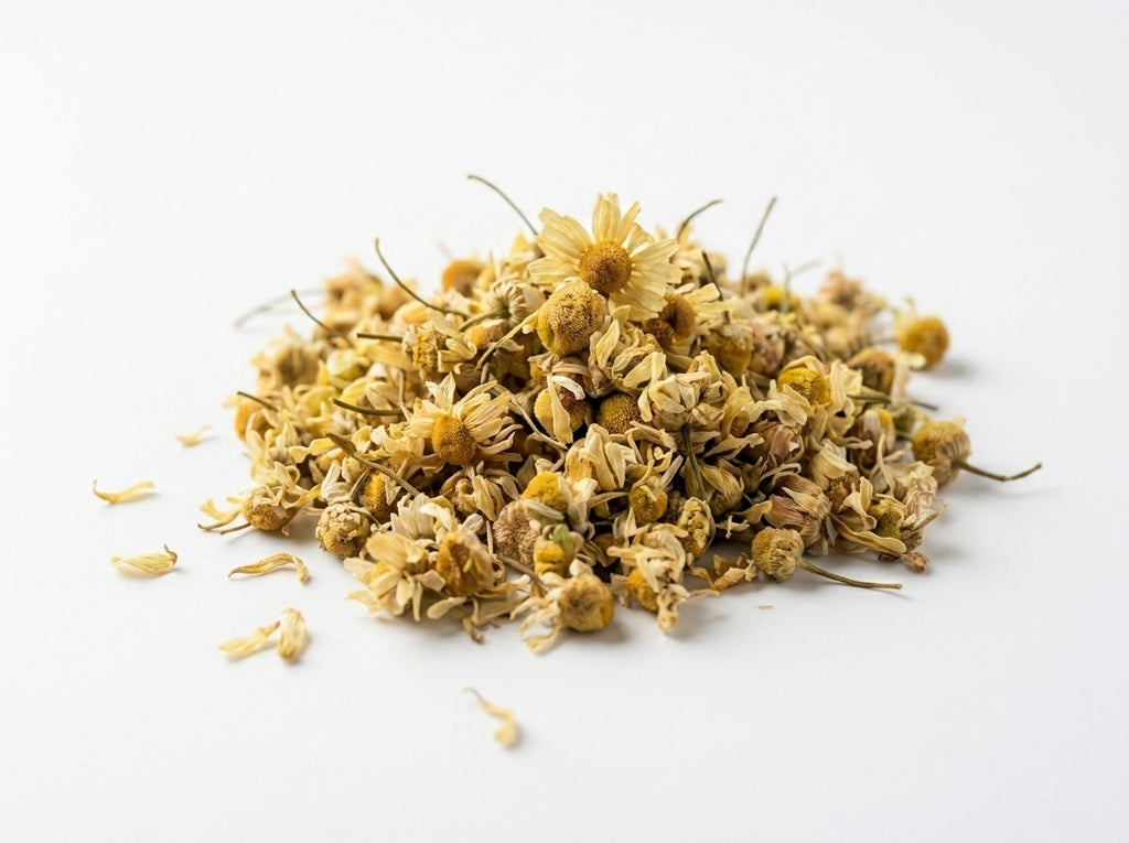 Gros plan herboriste sur la qualité supérieure et les pétales blancs des fleurs de camomille matricaire.