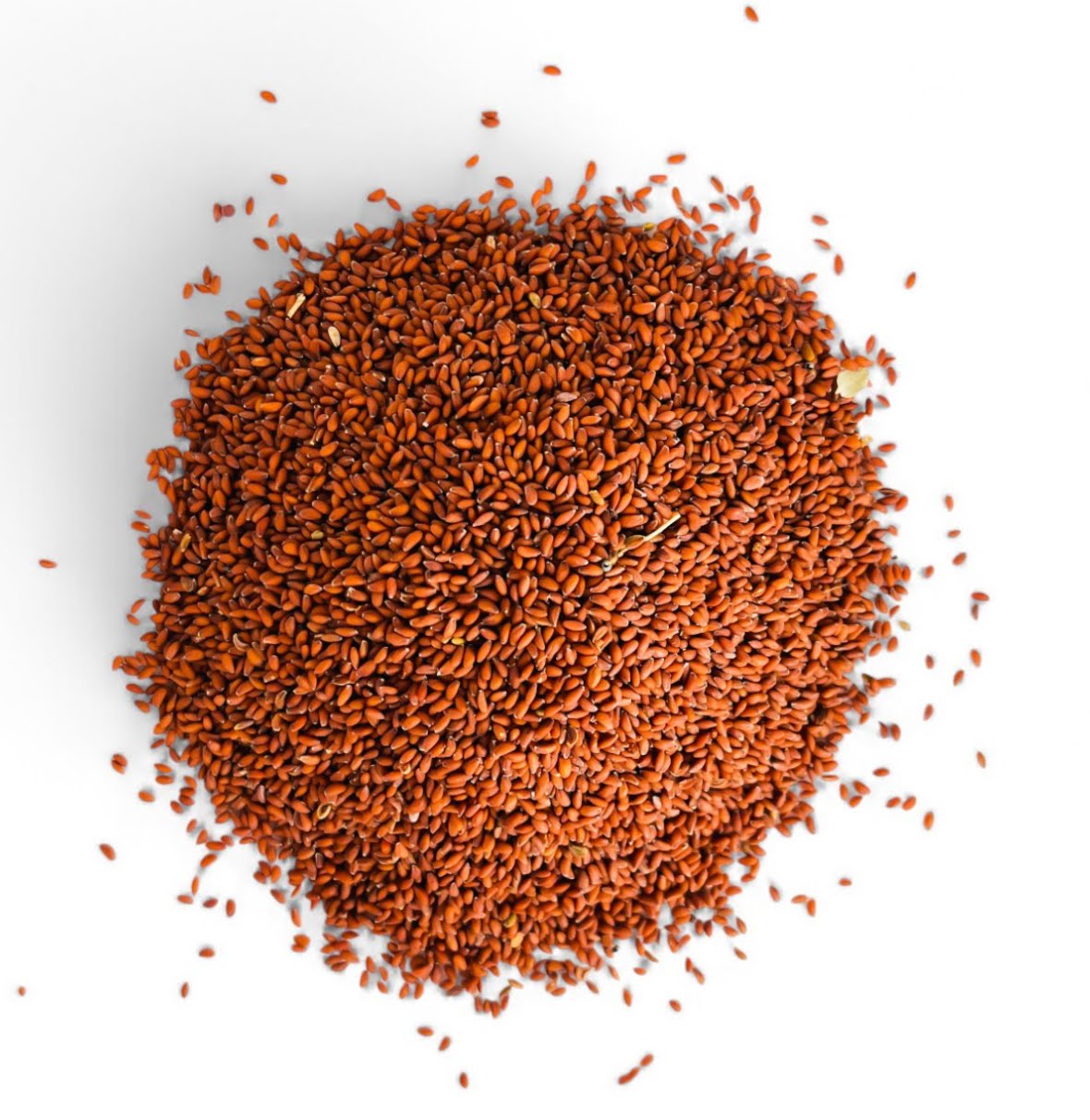 Gros plan herboriste sur la couleur rousse et la qualité irréprochable des graines de cresson entières purifiées.
