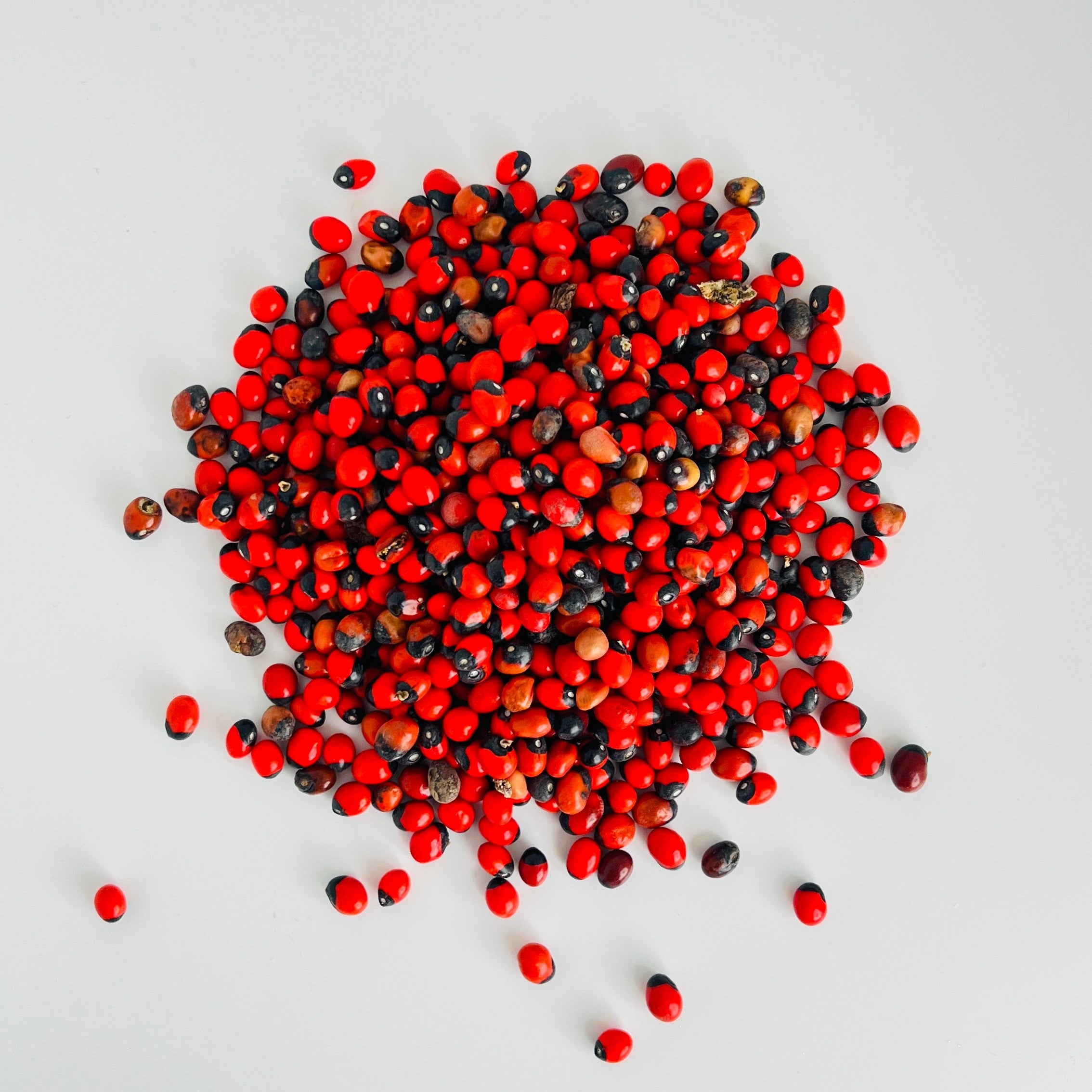 Gros plan macro détaillé sur le contraste saisissant rouge et noir et la brillance naturelle des graines de Hab El Aachak d'Orianza.