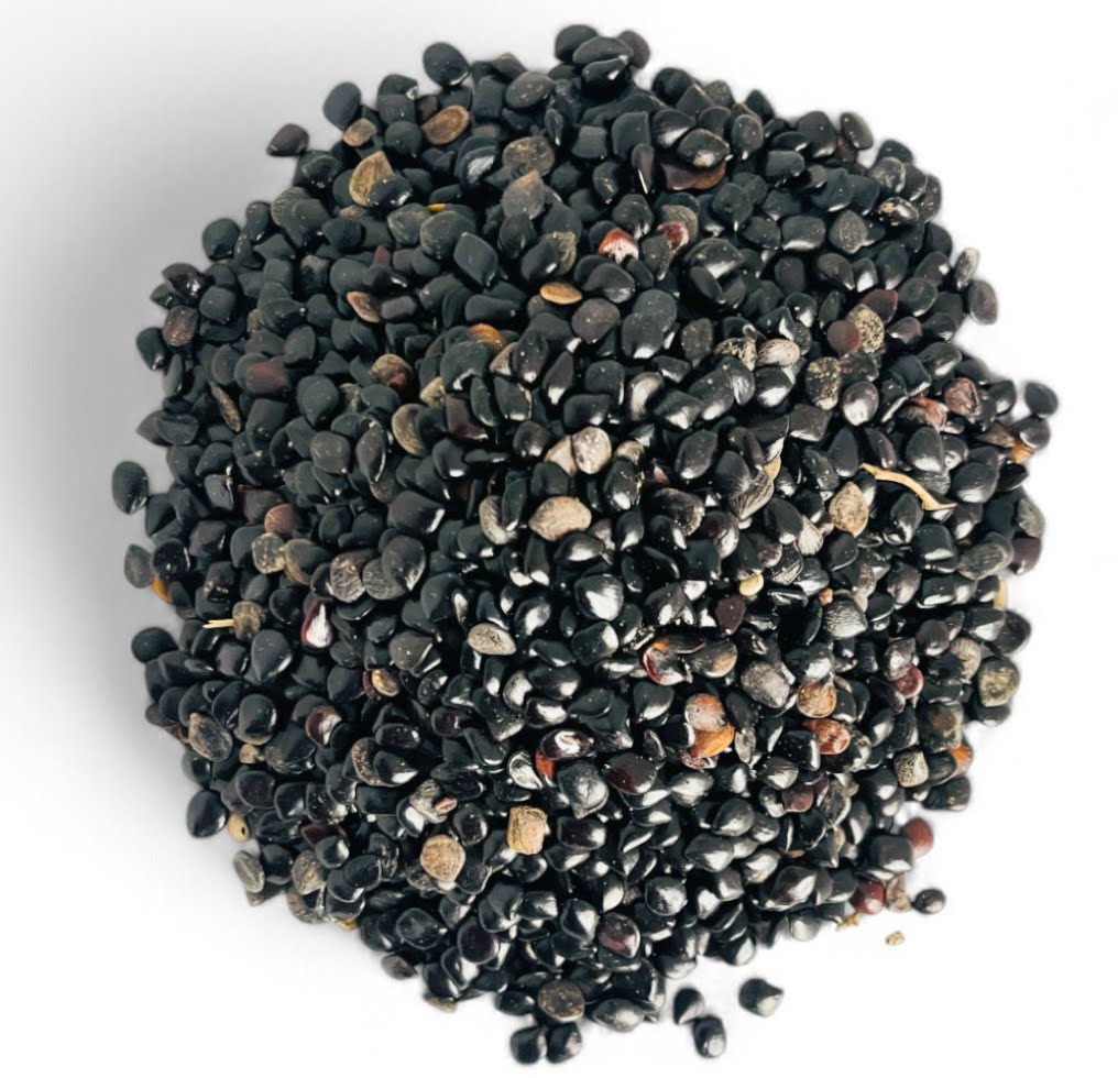 Gros plan herboriste sur la couleur noire intense et la pureté des graines de nigelle entières de qualité supérieure.