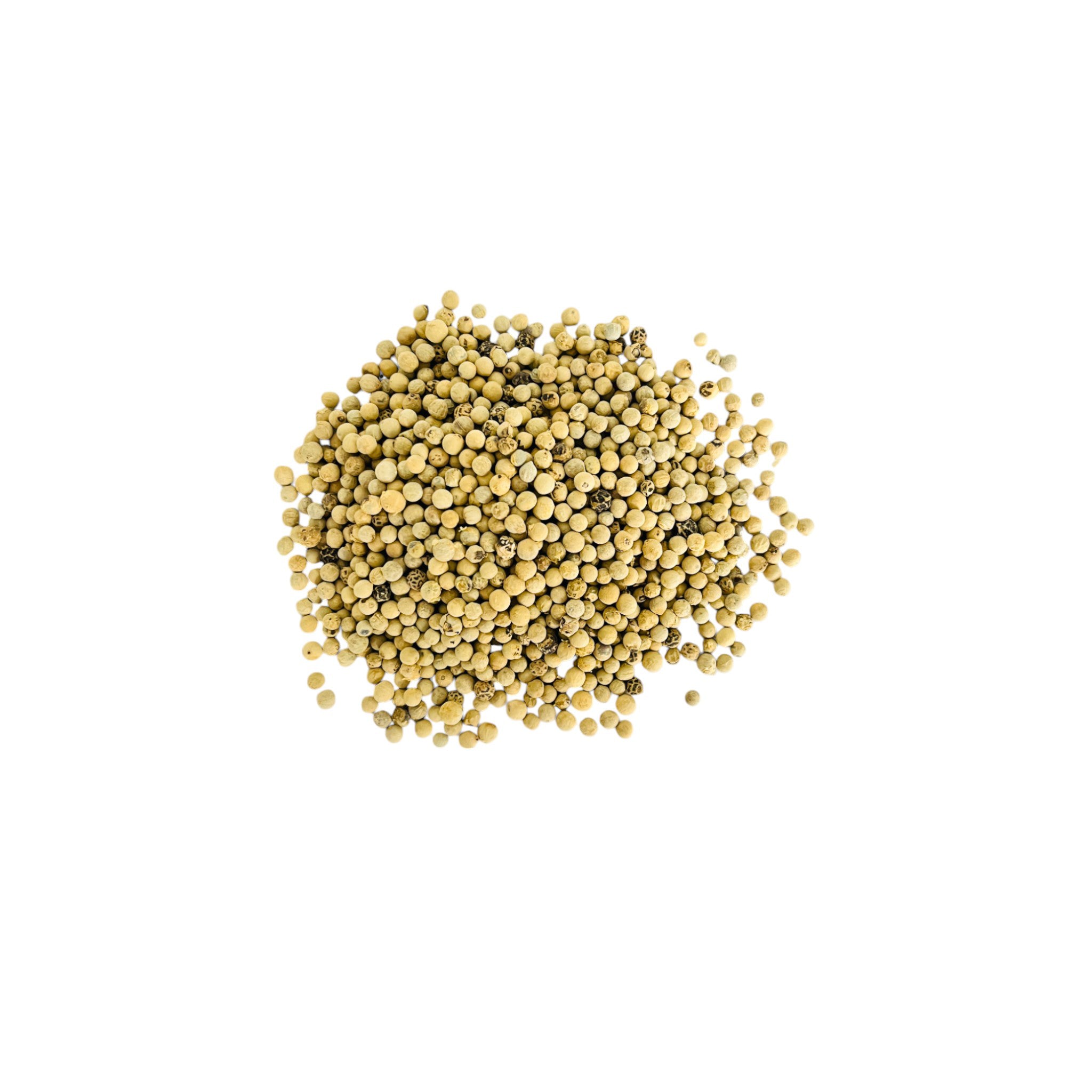 Gros plan herboriste sur les grains de poivre blanc pur et uniforme, sélectionnés par Orianza.