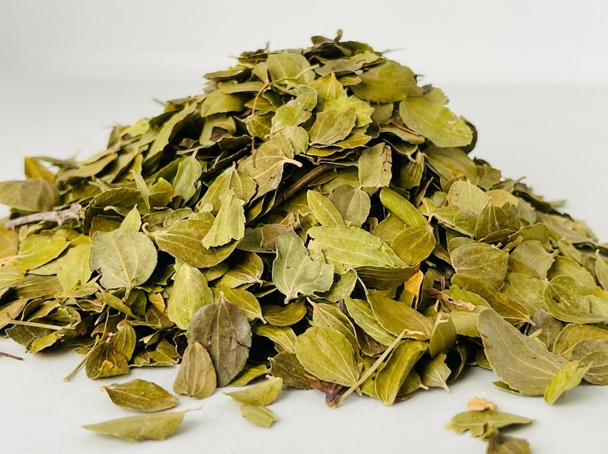 Gros plan macro détaillé sur les nervures et la couleur verte authentique des feuilles de Sidr entières séchées par Orianza.