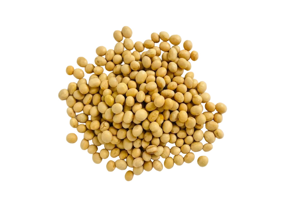 Gros plan nutritionnel sur la forme parfaite et la couleur dorée des graines de soja jaune garanties sans OGM.